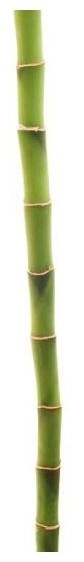 bambou 4